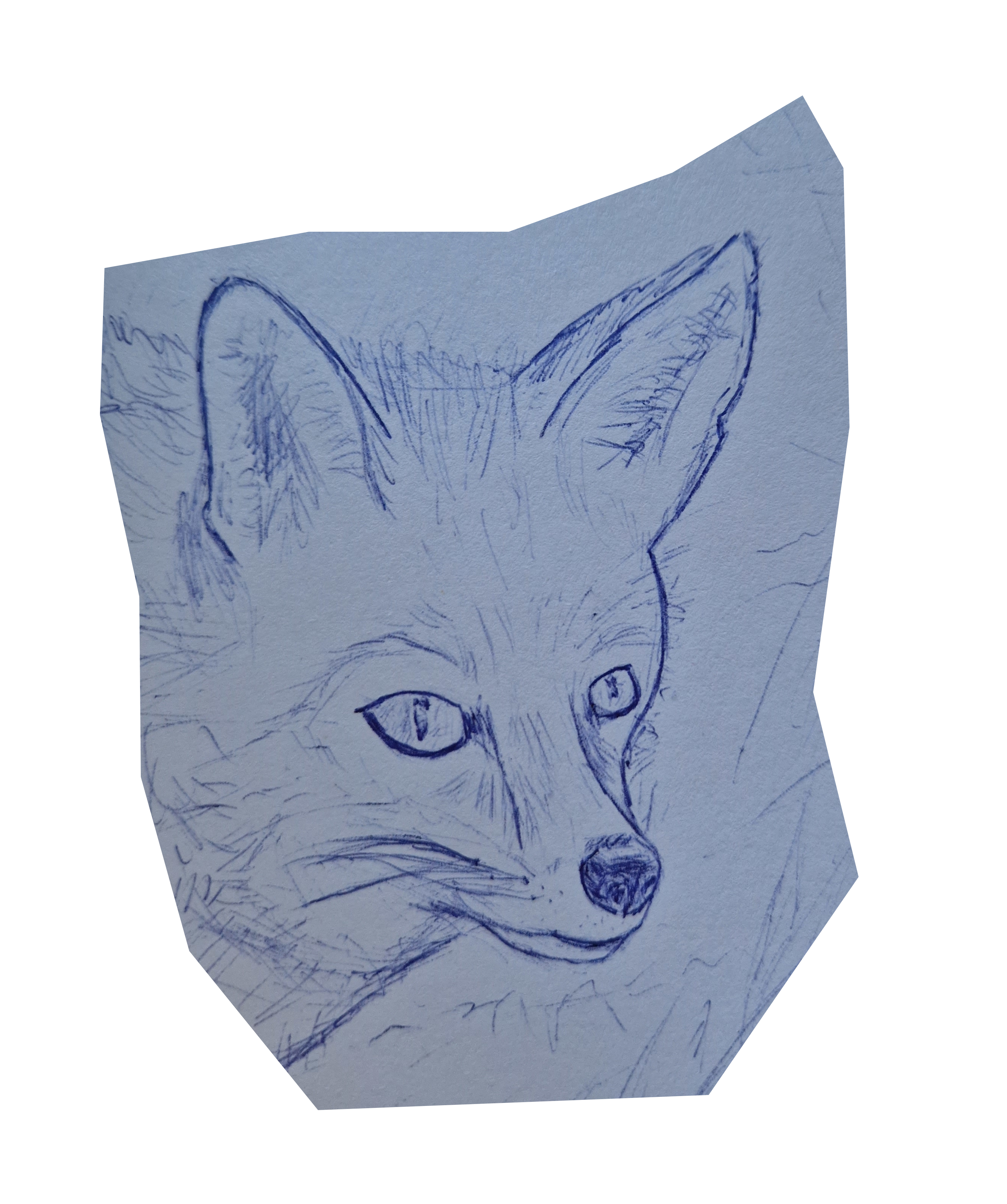 A fox